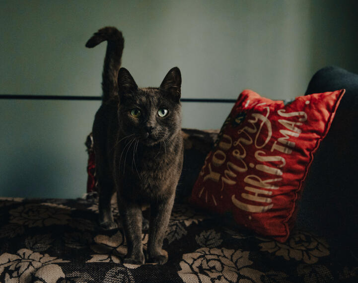 Домашни любимци